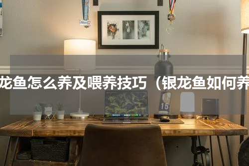 银龙鱼怎么养及喂养技巧（银龙鱼如何养）
