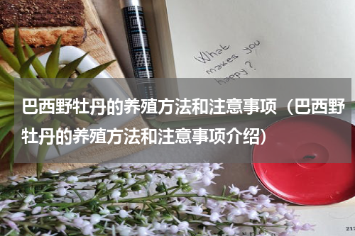 巴西野牡丹的养殖方法和注意事项（巴西野牡丹的养殖方法和注意事项介绍）