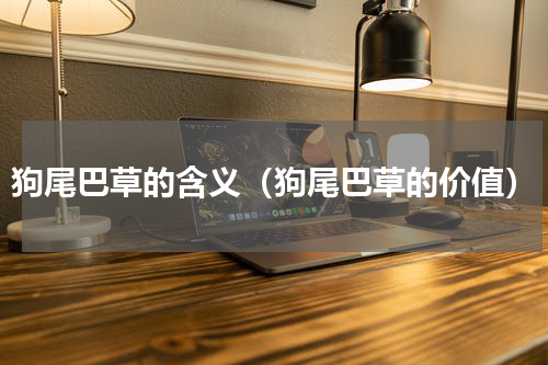 狗尾巴草的含义（狗尾巴草的价值）