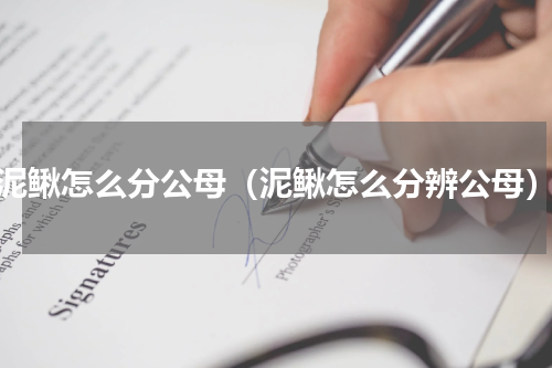 泥鳅怎么分公母（泥鳅怎么分辨公母）