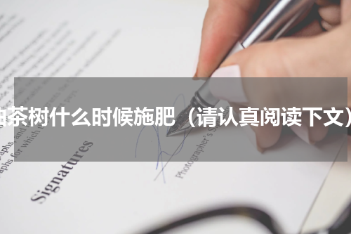 油茶树什么时候施肥（请认真阅读下文）