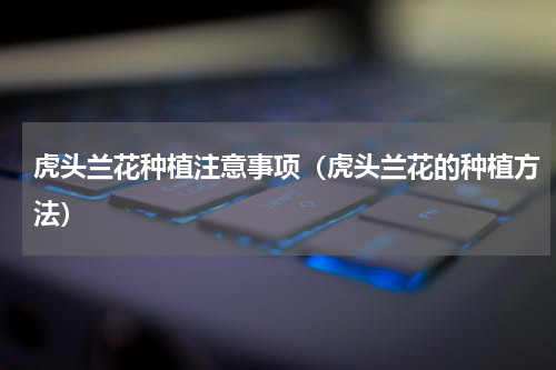 虎头兰花种植注意事项（虎头兰花的种植方法）