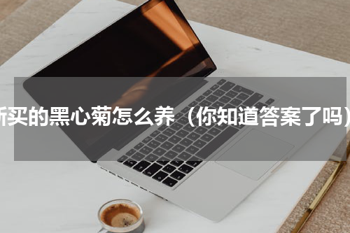 新买的黑心菊怎么养（你知道答案了吗）