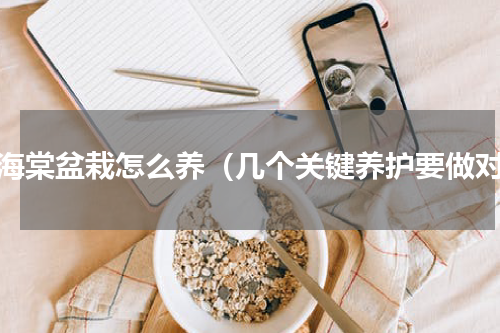 小海棠盆栽怎么养（几个关键养护要做对）