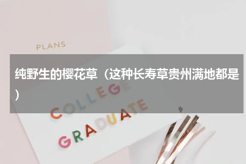 纯野生的樱花草（这种长寿草贵州满地都是）