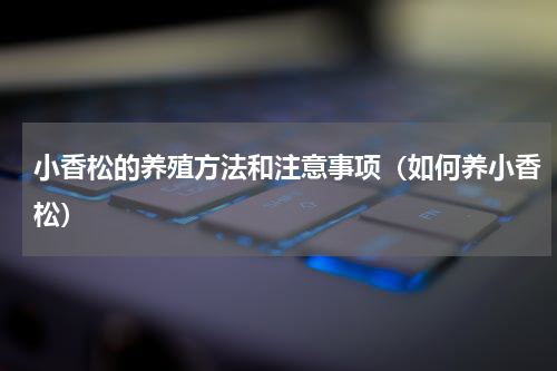 小香松的养殖方法和注意事项（如何养小香松）