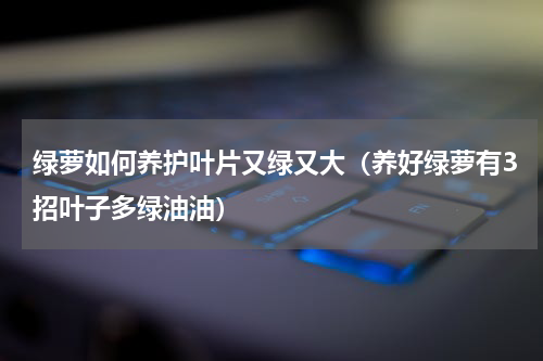 绿萝如何养护叶片又绿又大（养好绿萝有3招叶子多绿油油）