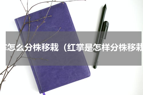 红掌怎么分株移栽（红掌是怎样分株移栽）