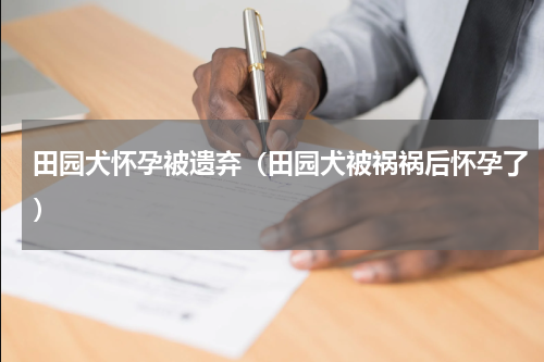 田园犬怀孕被遗弃（田园犬被祸祸后怀孕了）