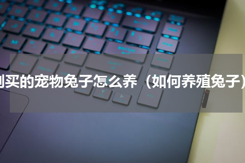刚买的宠物兔子怎么养（如何养殖兔子）