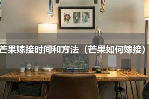 芒果嫁接时间和方法（芒果如何嫁接）