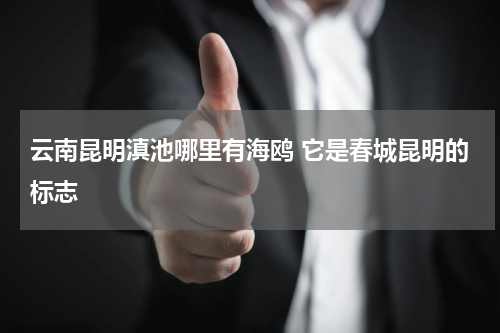 云南昆明滇池哪里有海鸥 它是春城昆明的标志