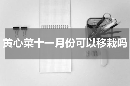 黄心菜十一月份可以移栽吗