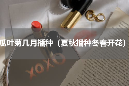 瓜叶菊几月播种（夏秋播种冬春开花）