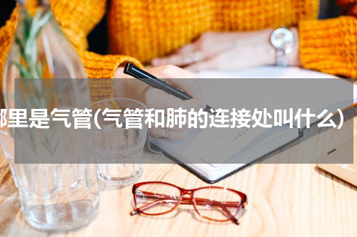哪里是气管(气管和肺的连接处叫什么)