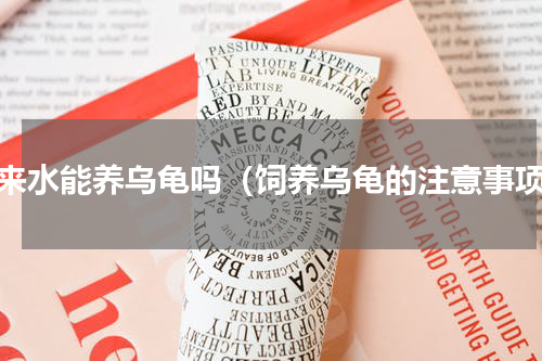 自来水能养乌龟吗（饲养乌龟的注意事项）
