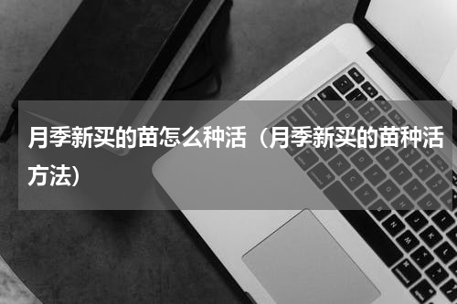 月季新买的苗怎么种活（月季新买的苗种活方法）