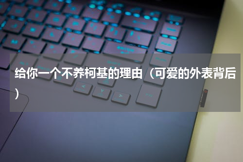 给你一个不养柯基的理由（可爱的外表背后）