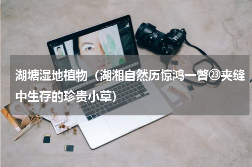 湖塘湿地植物（湖湘自然历惊鸿一瞥㉓夹缝中生存的珍贵小草）