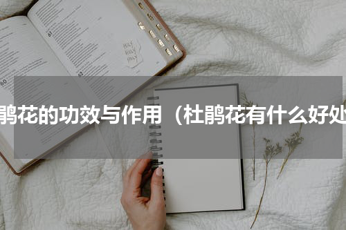 杜鹃花的功效与作用（杜鹃花有什么好处）