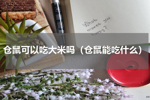 仓鼠可以吃大米吗（仓鼠能吃什么）