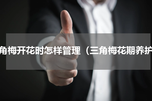三角梅开花时怎样管理（三角梅花期养护）
