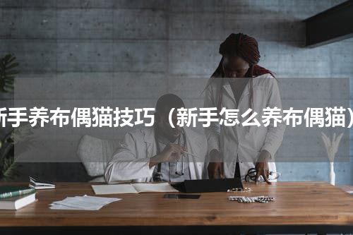 新手养布偶猫技巧（新手怎么养布偶猫）