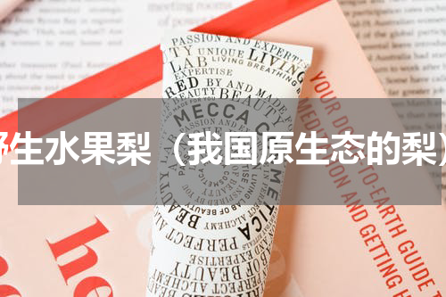野生水果梨（我国原生态的梨）