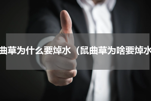 鼠曲草为什么要焯水（鼠曲草为啥要焯水）