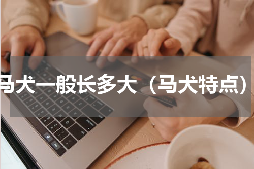马犬一般长多大（马犬特点）