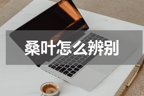 桑叶怎么辨别