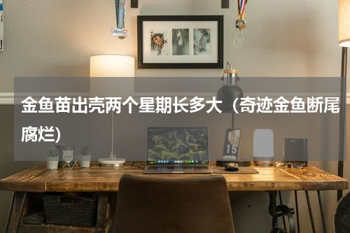 金鱼苗出壳两个星期长多大（奇迹金鱼断尾腐烂）