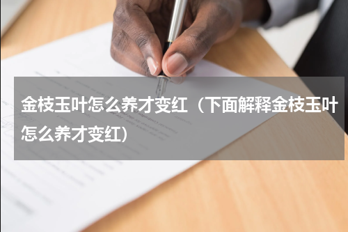金枝玉叶怎么养才变红（下面解释金枝玉叶怎么养才变红）