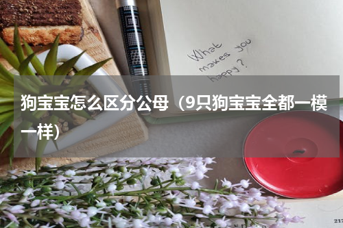 狗宝宝怎么区分公母（9只狗宝宝全都一模一样）