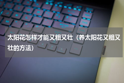 太阳花怎样才能又粗又壮（养太阳花又粗又壮的方法）