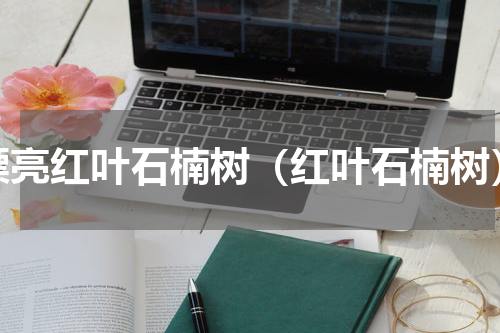 漂亮红叶石楠树（红叶石楠树）