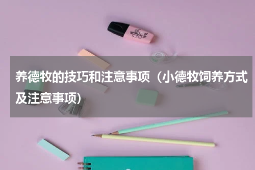 养德牧的技巧和注意事项（小德牧饲养方式及注意事项）