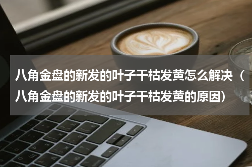 八角金盘的新发的叶子干枯发黄怎么解决（八角金盘的新发的叶子干枯发黄的原因）