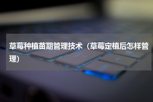草莓种植苗期管理技术（草莓定植后怎样管理）