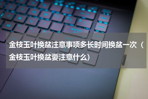 金枝玉叶换盆注意事项多长时间换盆一次（金枝玉叶换盆要注意什么）