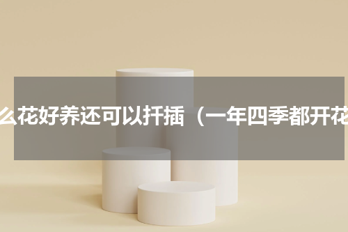 什么花好养还可以扦插（一年四季都开花）