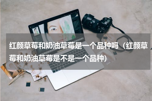 红颜草莓和奶油草莓是一个品种吗（红颜草莓和奶油草莓是不是一个品种）