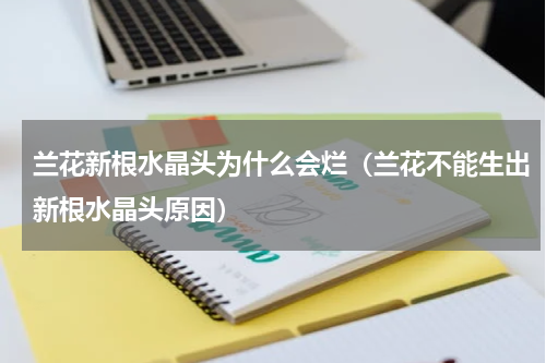 兰花新根水晶头为什么会烂（兰花不能生出新根水晶头原因）