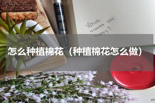 怎么种植棉花（种植棉花怎么做）