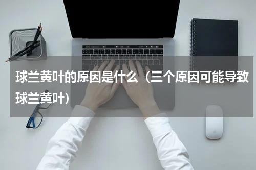 球兰黄叶的原因是什么（三个原因可能导致球兰黄叶）