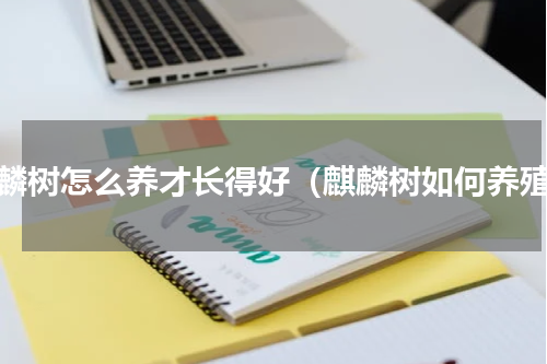 麒麟树怎么养才长得好（麒麟树如何养殖）