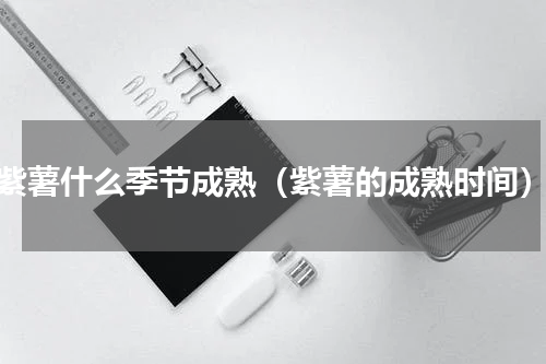 紫薯什么季节成熟（紫薯的成熟时间）