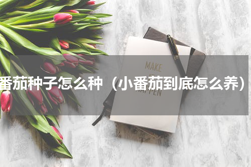 番茄种子怎么种（小番茄到底怎么养）