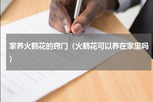 家养火鹤花的窍门（火鹤花可以养在家里吗）