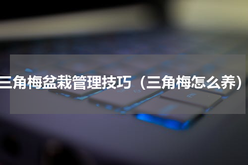 三角梅盆栽管理技巧（三角梅怎么养）